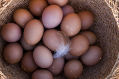 Eiers_in_mandjie03